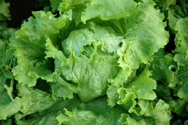 Kings Seeds Lettuce Webbs Wonderful 1400 Seeds