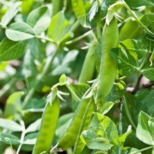 Kings Seeds Pea Carouby de Maussane 250 Seeds