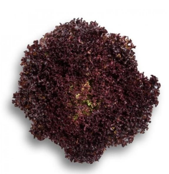 Leaf Red Lettuce Cencibel RZ (85-97) Untreated Seeds
