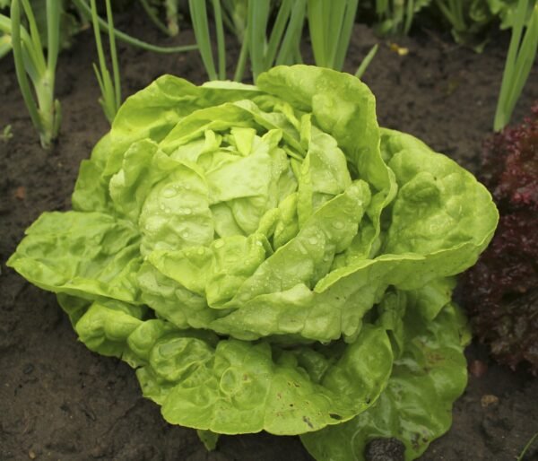 Lettuce All Year Round Seeds