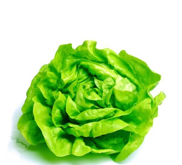 Lettuce Buttercrunch Seeds