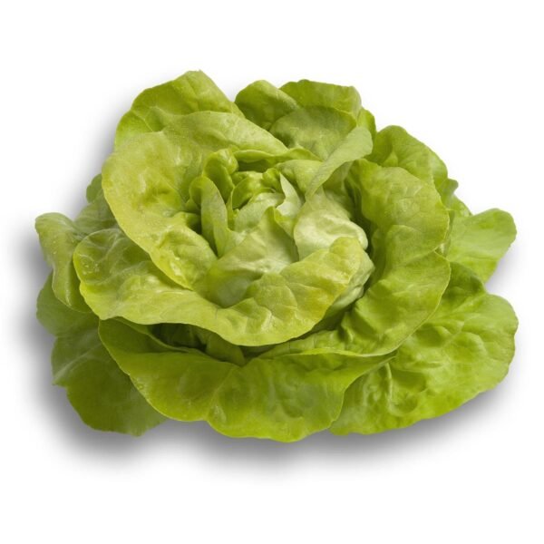 Lettuce Butterhead Jolito RZ (43-01) Seeds