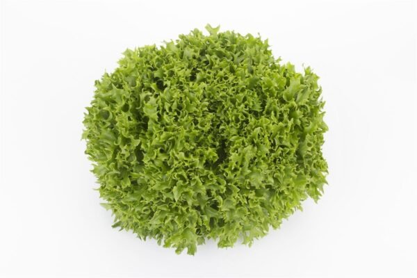 Lettuce Incised Leaf Salanova Extranet RZ - Replace Expertise Seeds