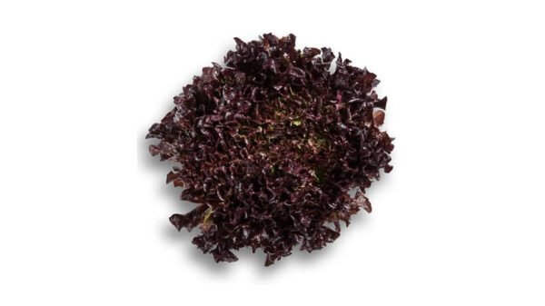 Lettuce Incised Leaf Salanova Stefano RZ Seeds