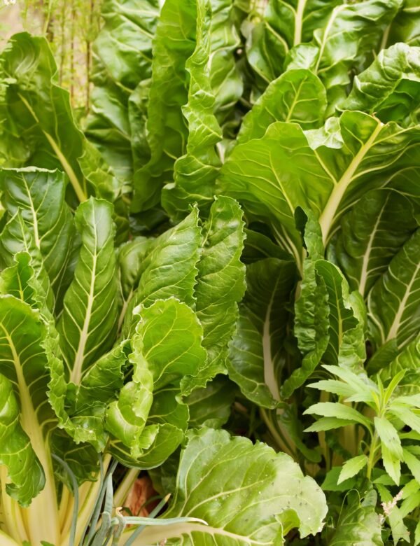Organic Beet Erbette Seeds