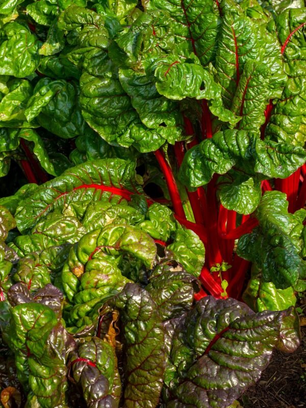 Organic Beet Leaf Rhubarb Chard Seeds