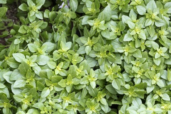 Organic Herb Basil Greek Seeds