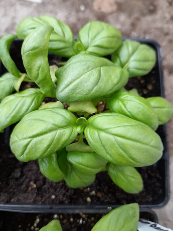 Organic Herb Basil Nufar F1 Hybrid Seeds