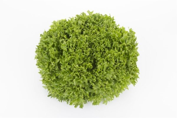 Organic Lettuce Incised Leaf Salanova Expertise RZ (79-27) Seeds