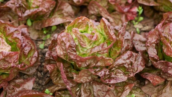 Organic Lettuce Marvel of Four Seasons Seeds