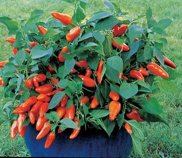 Pepper (Sweet) Sweet Tangerine Dream Seeds