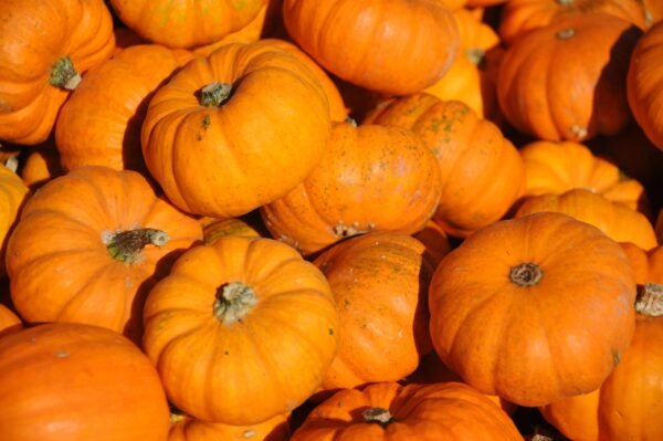 Pumpkin Jack Be Little Seeds