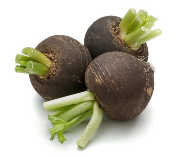 Radish Black Spanish Round Seeds