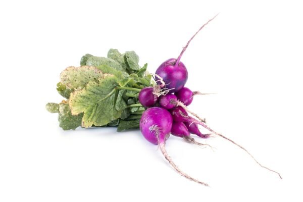 Radish Malaga Violet Seeds