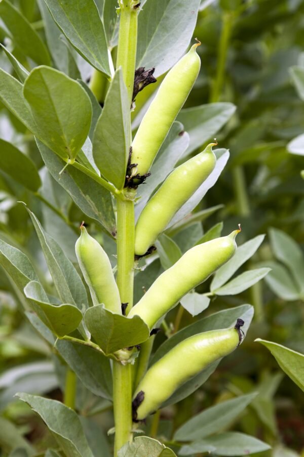 Robinsons Broad Bean Grando Violetto 25 Seeds