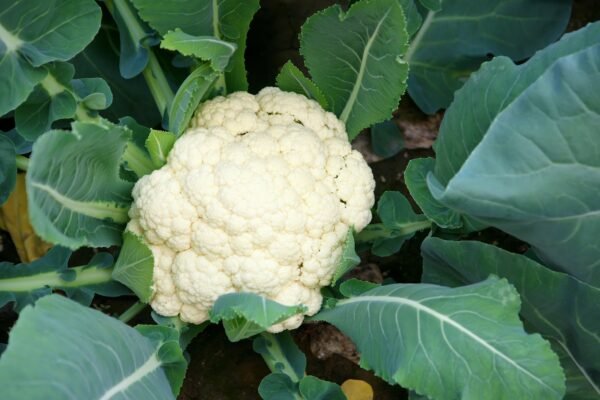Robinsons Cauliflower Flamenco F1 Hybrid 25 Seeds