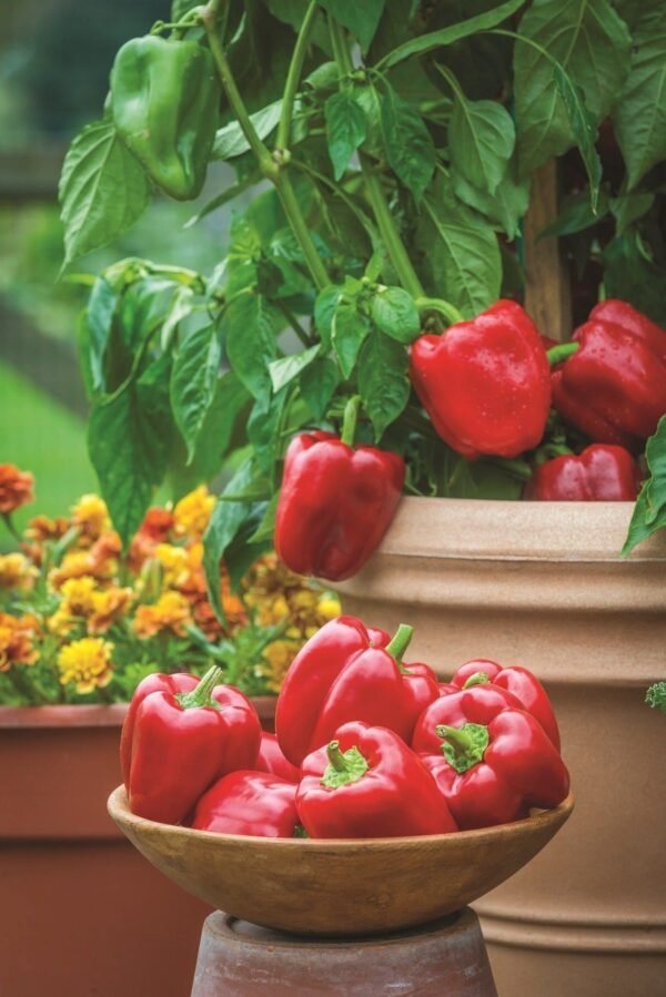 Sweet Pepper Popti Seeds