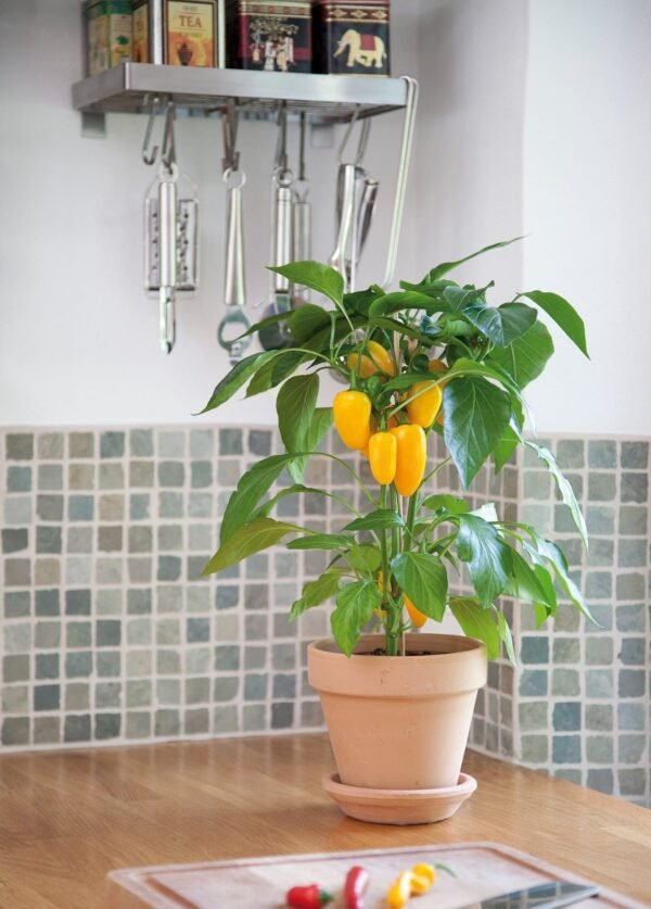 Sweet Pepper Snack Pepper Yellow Seeds