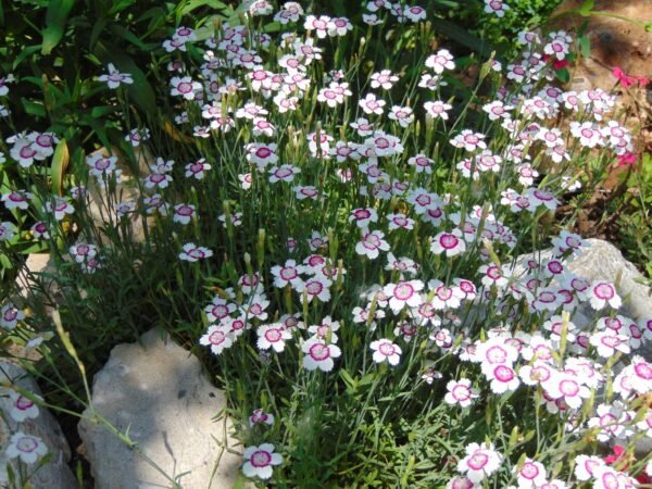 Dianthus deltoides Microchip Rockery Mix Seeds