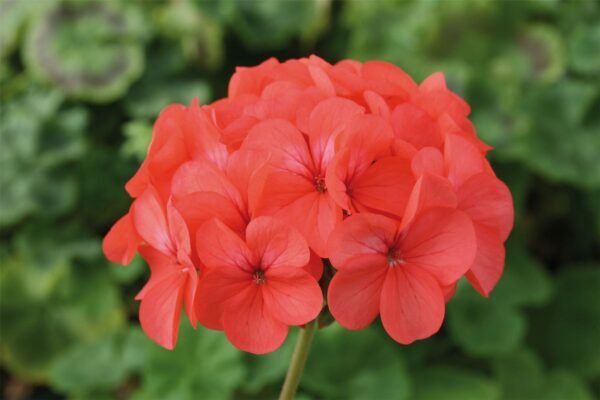 Geranium Horizon F1 Hybrid Coral Spice Seeds