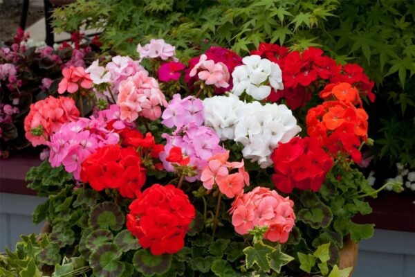 Geranium Horizon F1 Hybrid Select Mix Seeds