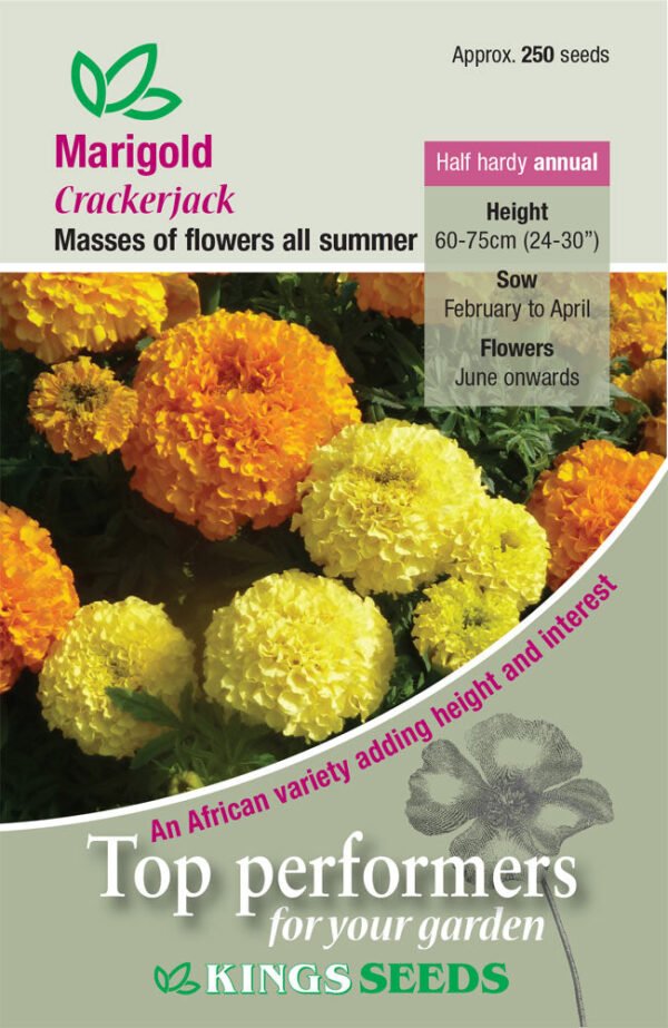 Kings Seeds Marigold Crackerjack 250 Seeds