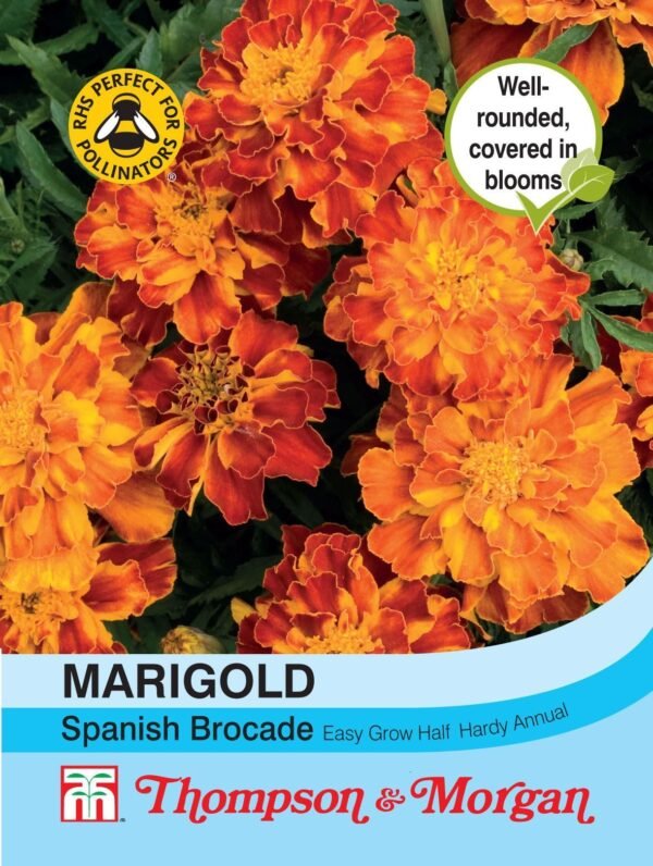 Thompson & Morgan French Marigold Spanish Brocade Seed